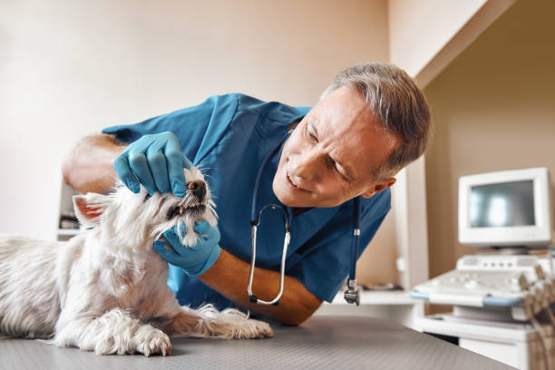 Best Emergency Dental Services for Seniors in South Zanesville, OH